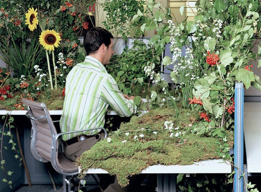 Waarom kiezen voor planten in huis of op de werkplek?