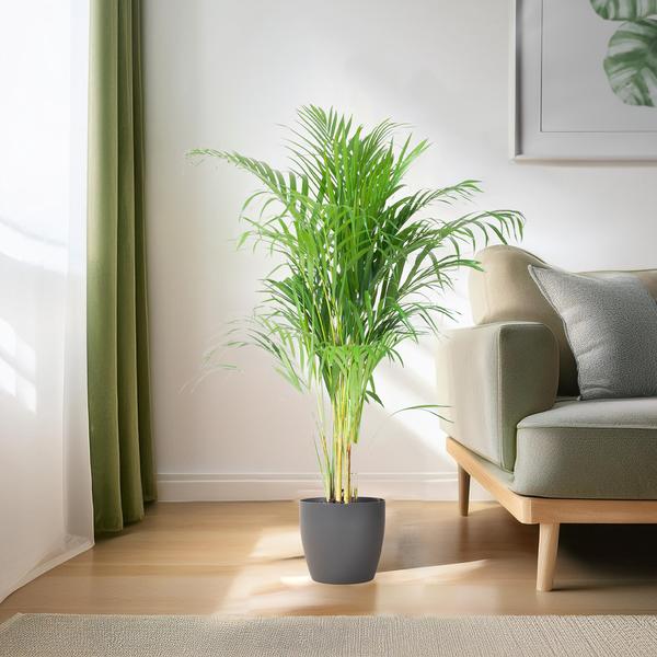 Areca Palm met pot Viber Grijs - h 100cm - Ø21