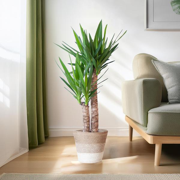 Yucca Elephantipes - met mand Lissabon wit - h 90cm - Ø21