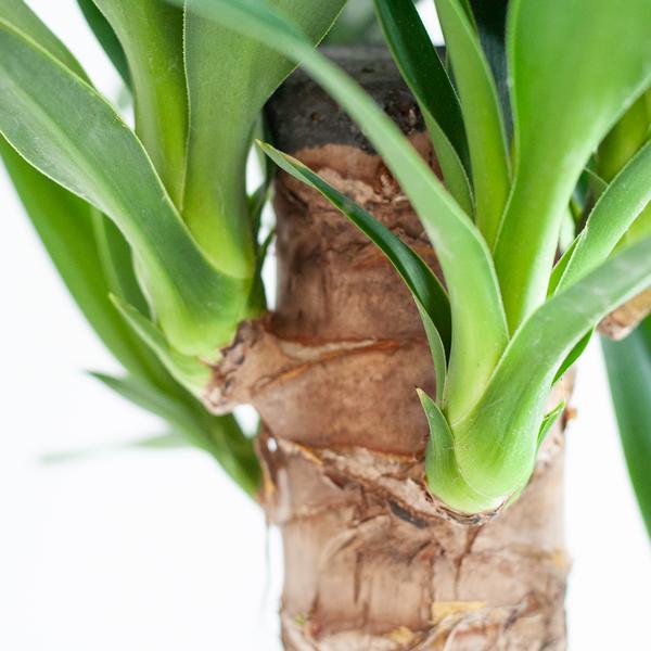 Dracaena Janet Lind met mand Lissabon wit - h 95cm - Ø21