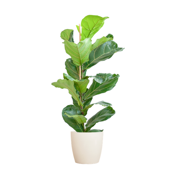 Ficus Lyrata met pot Viber wit - h 80cm - Ø21