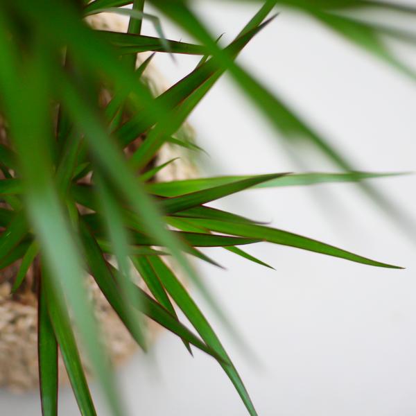Dracaena Marginata met pot Viber grijs - h 95cm - Ø21