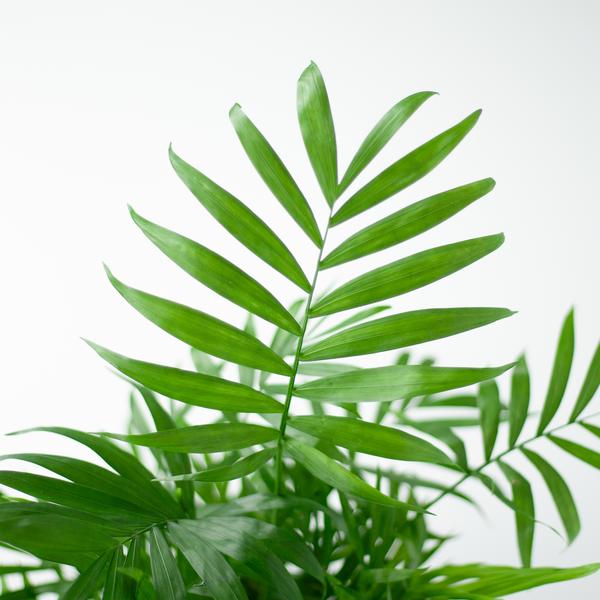 Chamadorea Elegans met pot Viber wit - h 55cm - Ø17