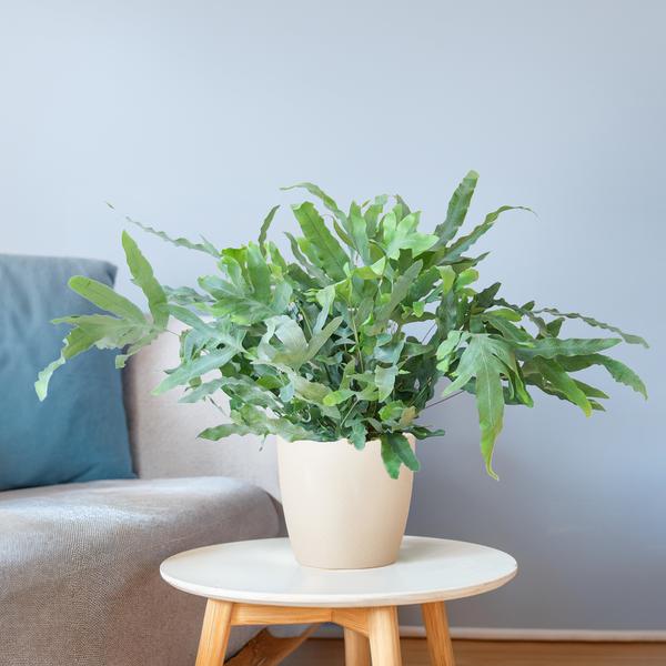 Phlebodium Aureum 'Blue Star' - met pot Viber wit - h 40cm - Ø17