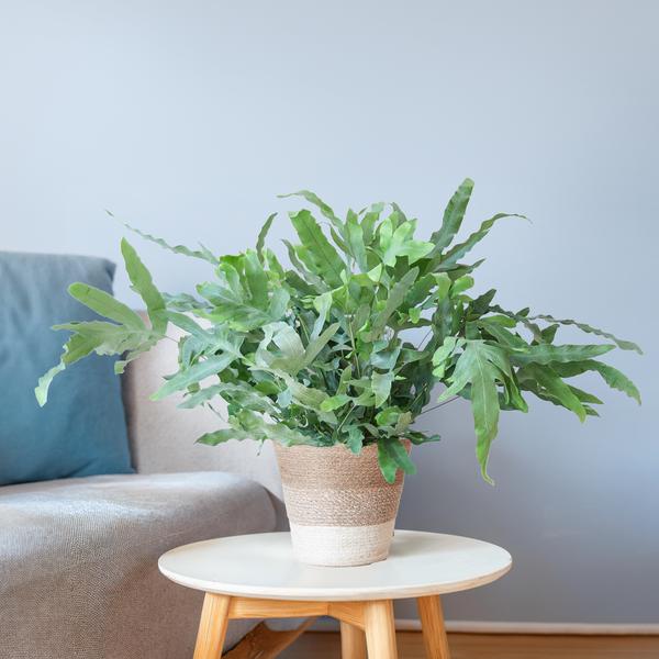 Phlebodium Aureum 'Blue Star' - met mand Lissabon wit - h 40cm - Ø17
