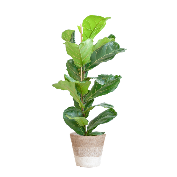 Ficus Lyrata met mand Lissabon wit - h 80cm - Ø21