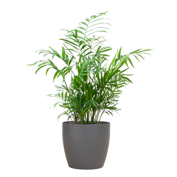 Chamadorea Elegans met pot Viber grijs - 55cm - Ø17