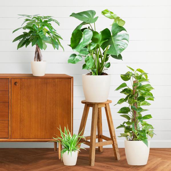 Easy care Plantenbox - medium - met pot Viber wit