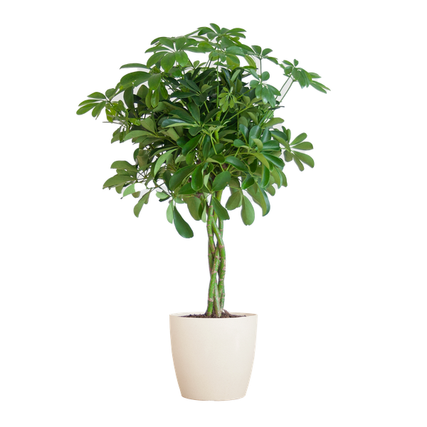 Schefflera Arab Nora - met pot Viber wit - h 70cm - Ø21