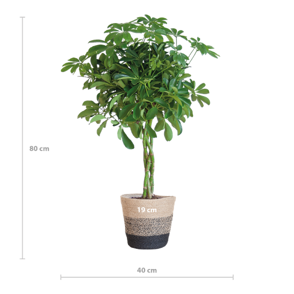 Schefflera Arab Nora - met Mand Lissabon zwart - h 70cm - Ø21