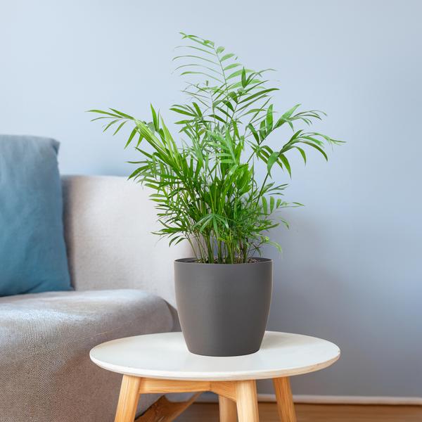 Chamadorea Elegans met pot Viber grijs - 55cm - Ø17