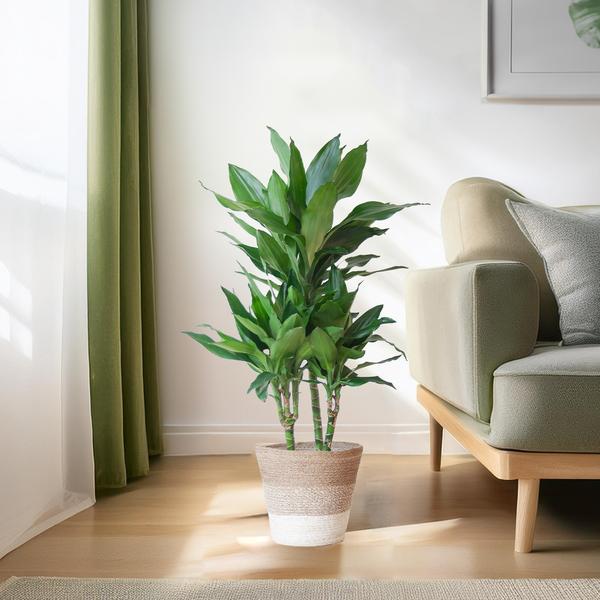 Dracaena Janet Lind met mand Lissabon wit - h 95cm - Ø21