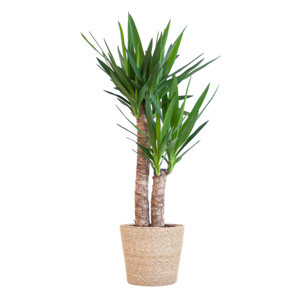 Yucca Elephantipes - met mand Sofia naturel - h 90cm - Ø21
