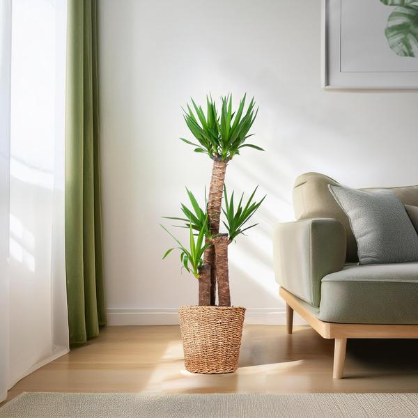Yucca XL - met Torun mand - h 125cm - Ø24