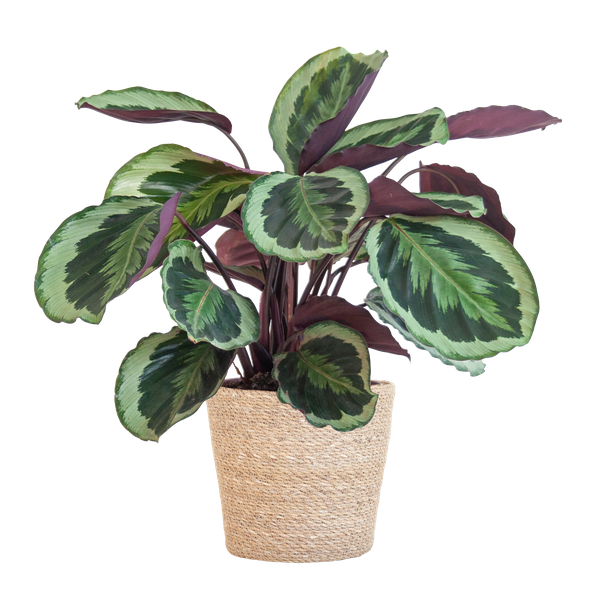 Calathea Medaillon met mand Sofia naturel - h 65cm - Ø19