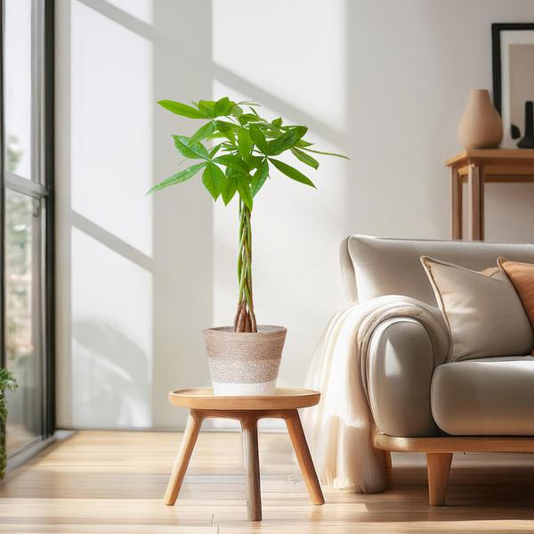 Pachira Aquatica - met mand Lissabon wit - h 80cm - Ø21