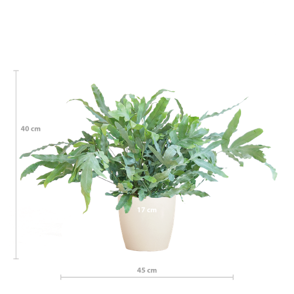 Phlebodium Aureum 'Blue Star' - met pot Viber wit - h 40cm - Ø17