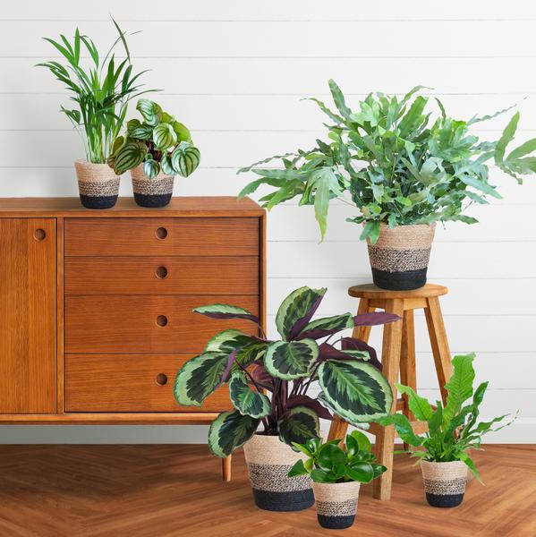 Diervriendelijke plantenset - large - met mand Lissabon zwart