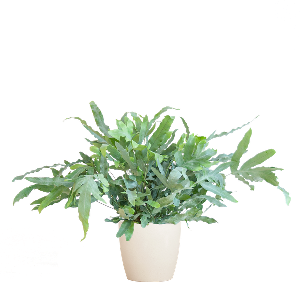 Phlebodium Aureum 'Blue Star' - met pot Viber wit - h 40cm - Ø17