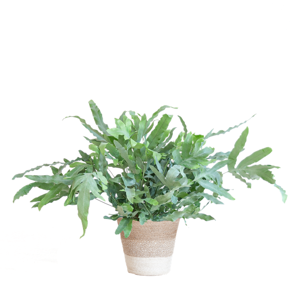 Phlebodium Aureum 'Blue Star' - met mand Lissabon wit - h 40cm - Ø17