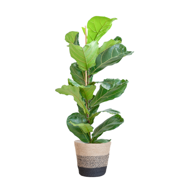 Ficus Lyrata met mand Lissabon zwart - h 80cm - Ø21