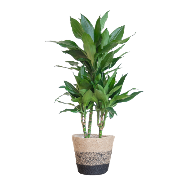 Dracaena Janet Lind met mand Lissabon zwart - h 95cm - Ø21
