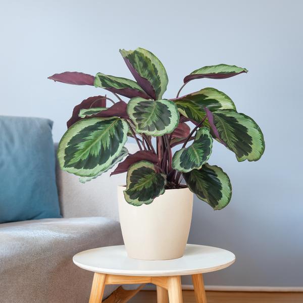 Calathea Medaillon met pot Viber wit - h 65cm - Ø19