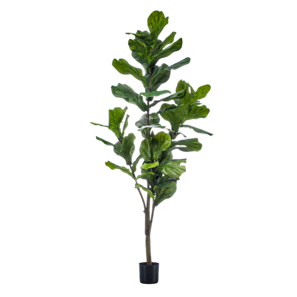 Ficus Lyrata / Tabaksplant - kunstplant - h 150cm
