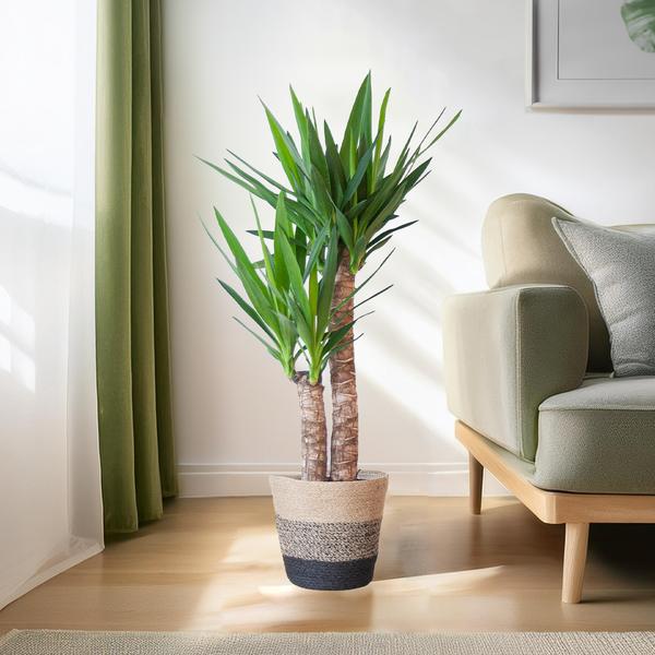 Yucca Elephantipes - met mand Lissabon zwart - h 90cm - Ø21