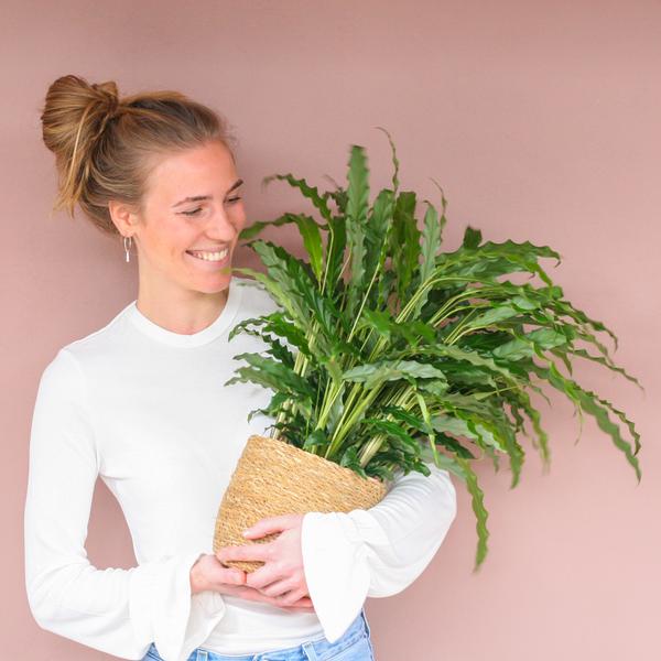 Calathea Rufibarba met mand Sofia naturel - h 55cm - Ø17