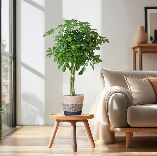 Schefflera Arab Nora - met Mand Lissabon zwart - h 70cm - Ø21