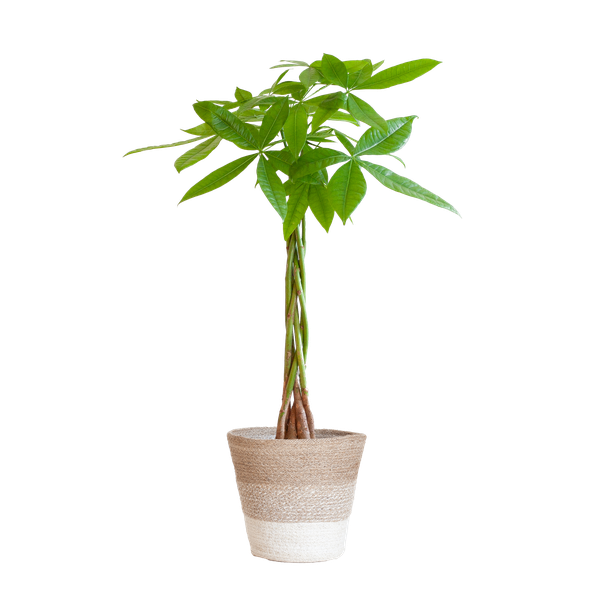 Pachira Aquatica - met mand Lissabon wit - h 80cm - Ø21