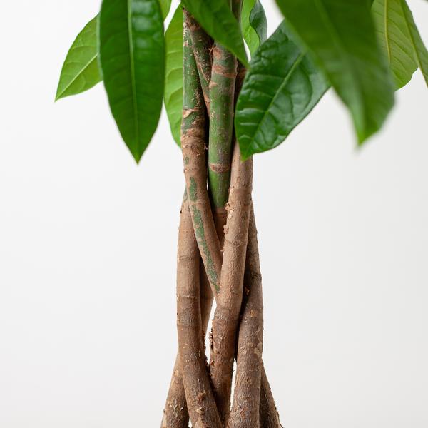 Pachira Aquatica - met mand Lissabon wit - h 80cm - Ø21