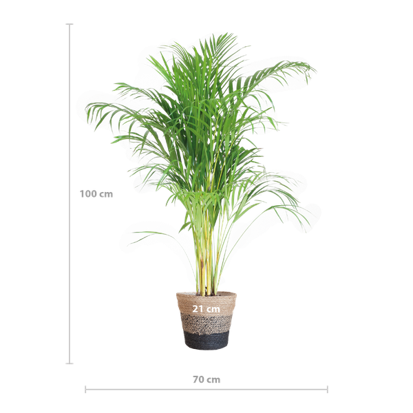 Areca Palm met mand Lissabon zwart - h 100cm - Ø21