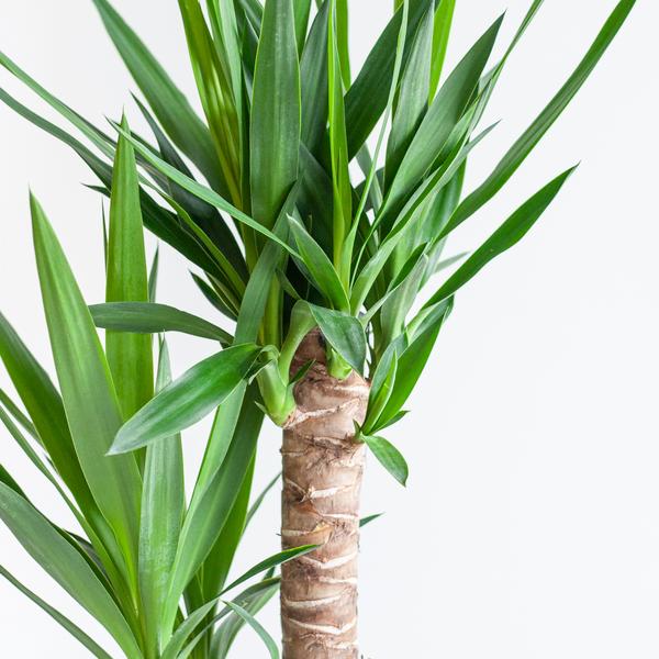 Dracaena Janet Lind met mand Lissabon wit - h 95cm - Ø21