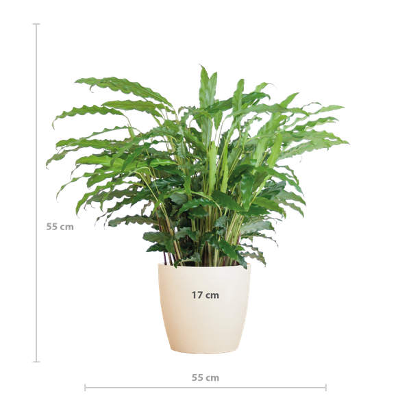 Calathea Rufibarba met pot Viber wit - h 55cm - Ø17