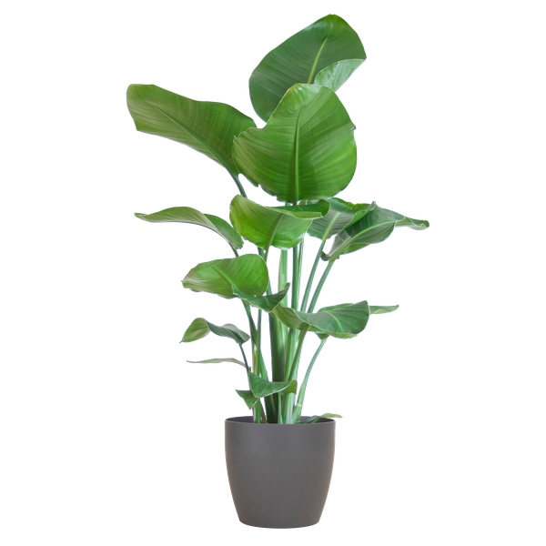 Strelitzia Nicolai - met pot Viber grijs - h 80cm - Ø21