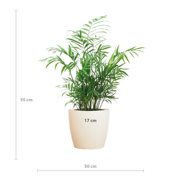 Chamadorea Elegans met pot Viber wit - h 55cm - Ø17