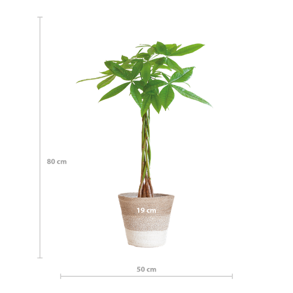 Pachira Aquatica - met mand Lissabon wit - h 80cm - Ø21