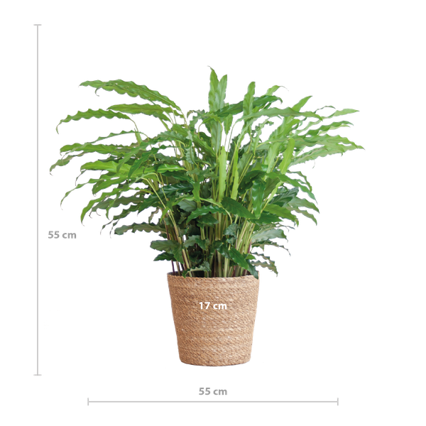 Calathea Rufibarba met mand Sofia naturel - h 55cm - Ø17