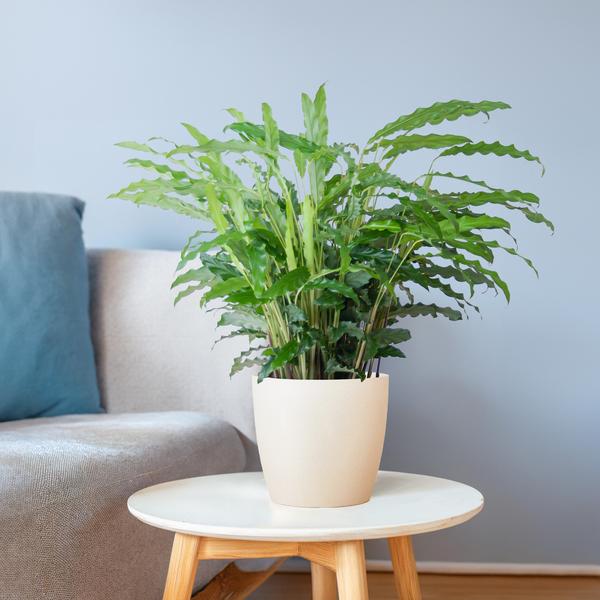 Calathea Rufibarba met pot Viber wit - h 55cm - Ø17