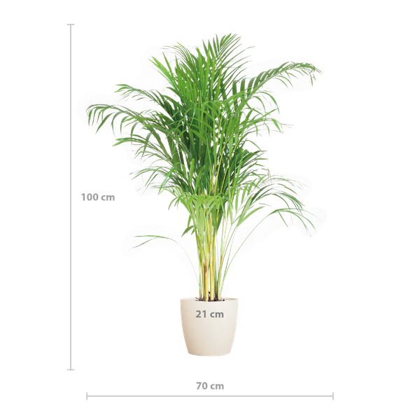 Areca Palm met mand Lissabon wit - h 100cm - Ø21