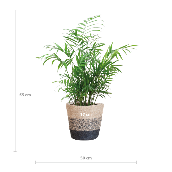Chamadorea Elegans met mand Lissabon zwart - h 55cm - Ø17