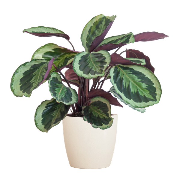 Calathea Medaillon met pot Viber wit - h 65cm - Ø19