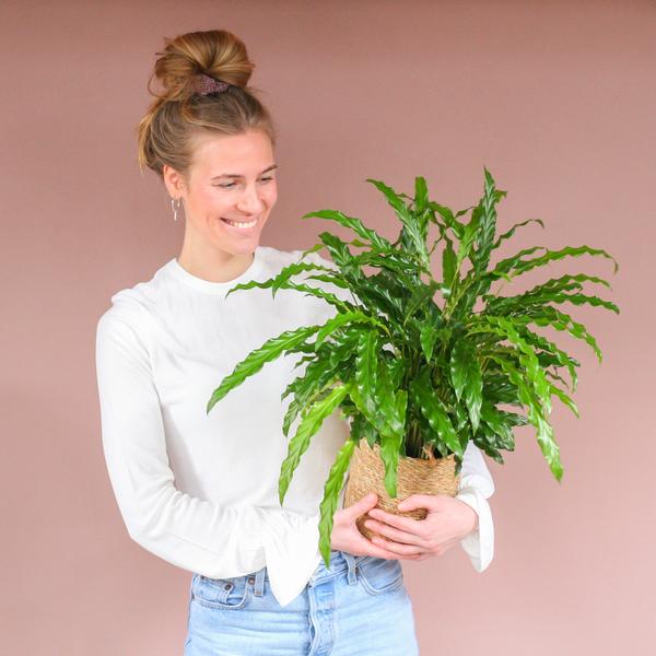 Calathea Rufibarba met mand Sofia naturel - h 55cm - Ø17