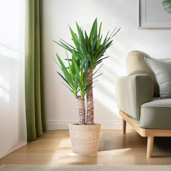 Yucca Elephantipes - met mand Sofia naturel - h 90cm - Ø21