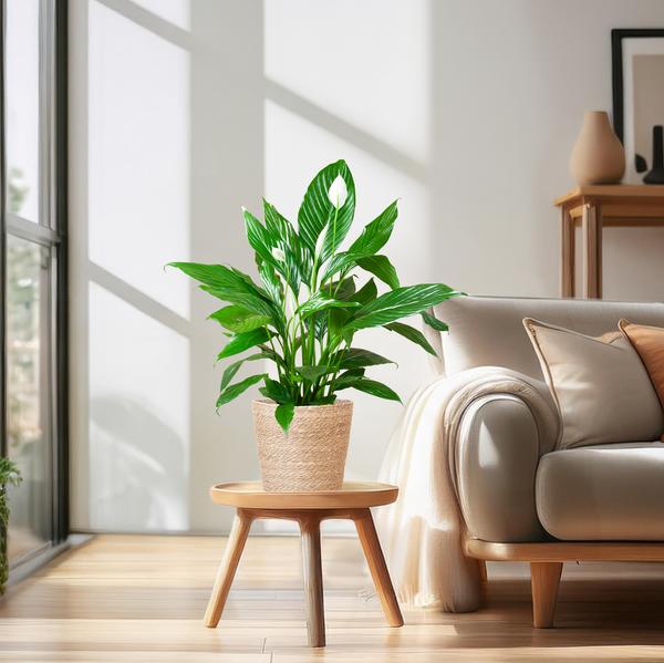 Spathiphyllum - met mand Sofia naturel - h 80cm - Ø21