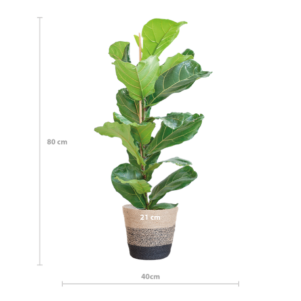 Ficus Lyrata met mand Lissabon zwart - h 80cm - Ø21