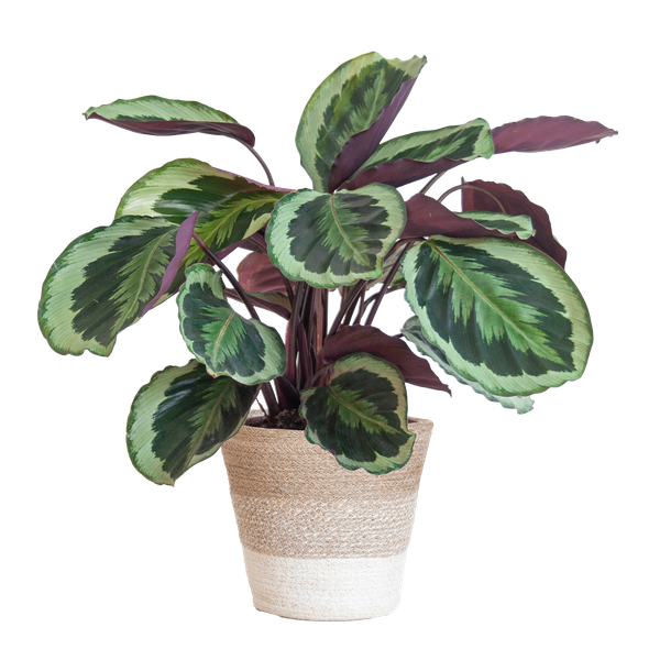Calathea Medaillon met mand Lissabon wit - h 65cm - Ø19