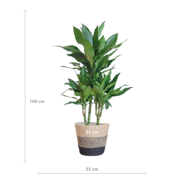 Dracaena Janet Lind met mand Lissabon zwart - h 95cm - Ø21